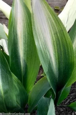Morning Sun Cast Iron Plant (Aspidistra Elatior 'Asahi') - 3 Gallon Pot -Shrub Plant Shop aspidistra elatior asahi rising sun cast iron plant 4