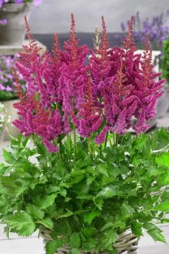 Visions In Red Astilbe - 1 Gallon -Shrub Plant Shop astilbe visions in red 11