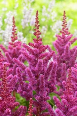 Visions In Red Astilbe - 1 Gallon -Shrub Plant Shop astilbe visions in red 13