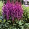 Visions In Red Astilbe - 1 Gallon
