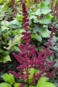 Visions In Red Astilbe - 1 Gallon -Shrub Plant Shop astilbe visions in red 16