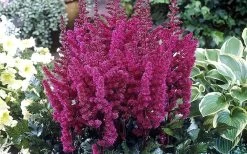 Visions In Red Astilbe - 1 Gallon -Shrub Plant Shop astilbe visions in red 2 800x500 1