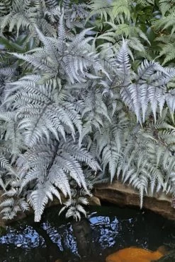 Japanese Painted Fern - 5 Pack Of Quart Pots -Shrub Plant Shop athyrium niponicum pictum japanese painted fern 101