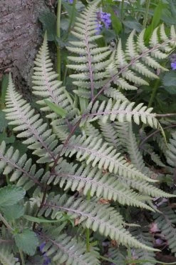 Japanese Painted Fern - 5 Pack Of Quart Pots -Shrub Plant Shop athyrium niponicum pictum japanese painted fern 103