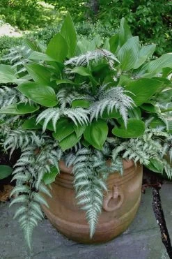 Japanese Painted Fern - 5 Pack Of Quart Pots -Shrub Plant Shop athyrium niponicum pictum japanese painted fern 104
