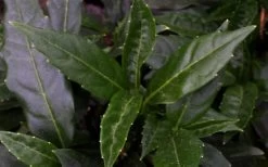 Dwarf Green Aucuba - Japanese Laurel - 1 Gallon Pot -Shrub Plant Shop aucuba dwarf green foliage