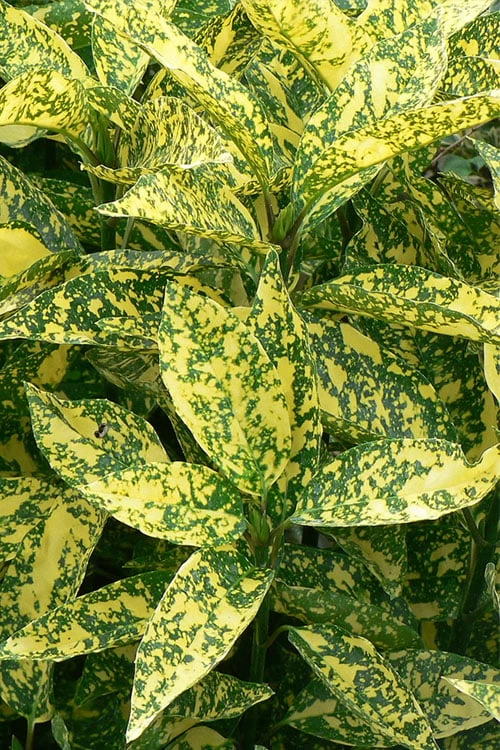 Marmorata Aucuba (Japanese Laurel) - 2.5 Gallon Pot 1 Marmorata Aucuba (Japanese Laurel) - 2.5 Gallon Pot