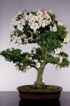 Joga Satsuki Azalea - 3 Gallon Pot 10 Joga Satsuki Azalea - 3 Gallon Pot -Shrub Plant Shop azalea