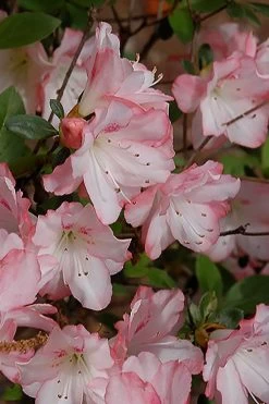 Amy Azalea - 6 Pack Of 1 Gallon Pots