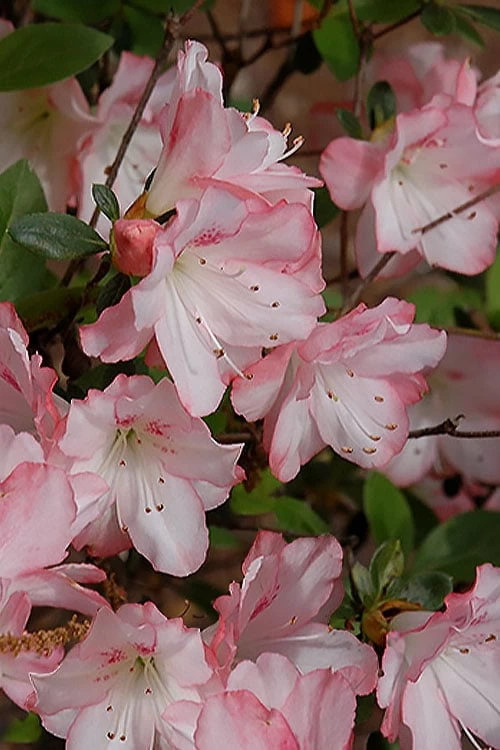 Amy Azalea - 6 Pack Of 1 Gallon Pots 1 Amy Azalea - 6 Pack Of 1 Gallon Pots