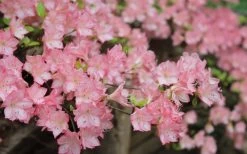 Amy Azalea - 3 Gallon Pot 8 Amy Azalea - 3 Gallon Pot -Shrub Plant Shop azalea amy 8 1