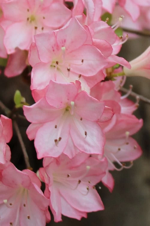 Amy Azalea - 6 Pack Of 1 Gallon Pots 5 Amy Azalea - 6 Pack Of 1 Gallon Pots - Image 5