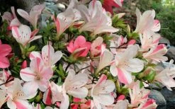 Astronaut Azalea - 2.5 Quart Pot -Shrub Plant Shop azalea astronaut 3