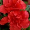 Autumn Embers Encore Azalea - 2 Gallon