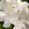 Autumn Ivory Encore Azalea - 2 Gallon Pot