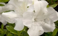 Autumn Ivory Encore Azalea - 3 Gallon Pot -Shrub Plant Shop azalea encore autumn ivory 20