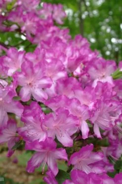 Fawn Azalea - 2 Gallon Pot -Shrub Plant Shop azalea fawn 6