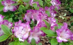 Fawn Azalea - 2 Gallon Pot -Shrub Plant Shop azalea fawn 7