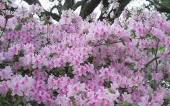 George L. Taber Southern Indica Azalea - 3 Gallon Pot 10 George L. Taber Southern Indica Azalea - 3 Gallon Pot -Shrub Plant Shop azalea george taber 10