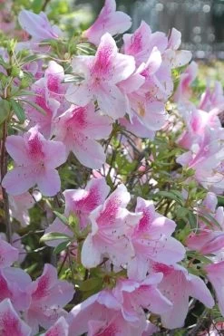 George L. Taber Southern Indica Azalea - 3 Gallon Pot 9 George L. Taber Southern Indica Azalea - 3 Gallon Pot -Shrub Plant Shop azalea george taber 11