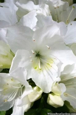Girard's Pleasant White Azalea - 1 Gallon Pot -Shrub Plant Shop azalea girards pleasant white 21