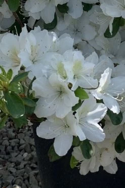 Girard's Pleasant White Azalea - 1 Gallon Pot -Shrub Plant Shop azalea girards pleasant white 22