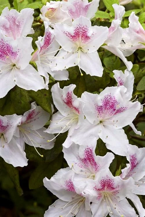 Joga Satsuki Azalea - 3 Gallon Pot 4 Joga Satsuki Azalea - 3 Gallon Pot - Image 4