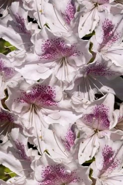 Joga Satsuki Azalea - 3 Gallon Pot 11 Joga Satsuki Azalea - 3 Gallon Pot -Shrub Plant Shop azalea joga 6