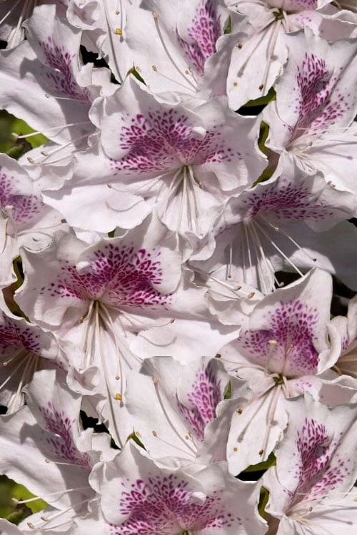 Joga Satsuki Azalea - 3 Gallon Pot 6 Joga Satsuki Azalea - 3 Gallon Pot - Image 6