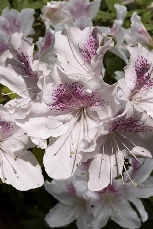 Joga Satsuki Azalea - 3 Gallon Pot 1 Joga Satsuki Azalea - 3 Gallon Pot