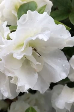 Perfecto Mundo Double White Reblooming Azalea - 2 Gallon Pot -Shrub Plant Shop azalea perfecto mondo double white 1
