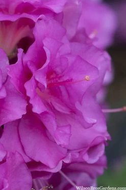 Perfecto Mundo Double Purple Reblooming Azalea - 3 Gallon Pot -Shrub Plant Shop azalea perfecto mondo double20purple 1