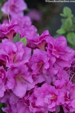 Perfecto Mundo Double Purple Reblooming Azalea - 3 Gallon Pot -Shrub Plant Shop azalea perfecto mondo double20purple 3