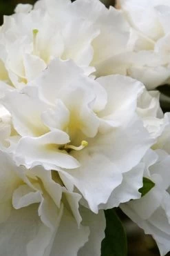 Perfecto Mundo Double White Reblooming Azalea - 2 Gallon Pot -Shrub Plant Shop azalea perfecto mundo double white 6