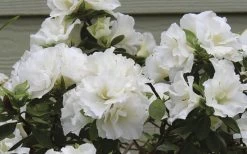 Perfecto Mundo Double White Reblooming Azalea - 2 Gallon Pot -Shrub Plant Shop azalea perfecto mundo double white 9