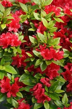 Perfecto Mundo Red Reblooming Azalea - 3 Gallon Pot 12 Perfecto Mundo Red Reblooming Azalea - 3 Gallon Pot -Shrub Plant Shop azalea perfecto mundo red 2