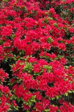 Perfecto Mundo Red Reblooming Azalea - 3 Gallon Pot 11 Perfecto Mundo Red Reblooming Azalea - 3 Gallon Pot -Shrub Plant Shop azalea perfecto mundo red 5