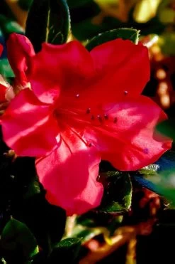 Perfecto Mundo Red Reblooming Azalea - 3 Gallon Pot 13 Perfecto Mundo Red Reblooming Azalea - 3 Gallon Pot -Shrub Plant Shop azalea perfecto mundo red 6