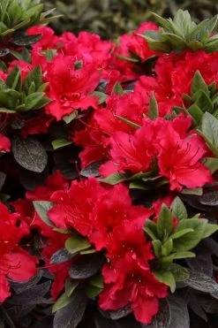 Perfecto Mundo Red Reblooming Azalea - 3 Gallon Pot 10 Perfecto Mundo Red Reblooming Azalea - 3 Gallon Pot -Shrub Plant Shop azalea perfecto mundo red 8