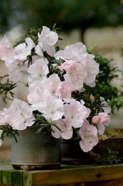 Tsuki No Shimo Satsuki Azalea - 1 Gallon Pot 21 Tsuki No Shimo Satsuki Azalea - 1 Gallon Pot -Shrub Plant Shop azalea satsuki tsuki no shimo 101