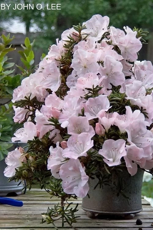 Tsuki No Shimo Satsuki Azalea - 1 Gallon Pot 1 Tsuki No Shimo Satsuki Azalea - 1 Gallon Pot