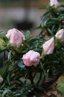 Tsuki No Shimo Satsuki Azalea - 1 Gallon Pot 20 Tsuki No Shimo Satsuki Azalea - 1 Gallon Pot -Shrub Plant Shop azalea tsuki no shimo 2