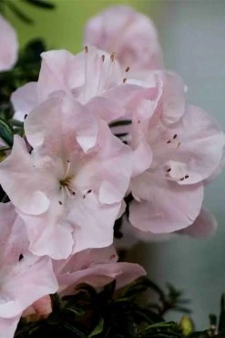 Tsuki No Shimo Satsuki Azalea - 1 Gallon Pot 14 Tsuki No Shimo Satsuki Azalea - 1 Gallon Pot -Shrub Plant Shop azalea tsuki no shimo 3