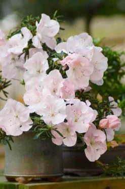 Tsuki No Shimo Satsuki Azalea - 1 Gallon Pot 18 Tsuki No Shimo Satsuki Azalea - 1 Gallon Pot -Shrub Plant Shop azalea tsuki no shimo 6