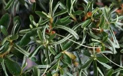 Tsuki No Shimo Satsuki Azalea - 1 Gallon Pot 15 Tsuki No Shimo Satsuki Azalea - 1 Gallon Pot -Shrub Plant Shop azalea tsuki no shimo 7