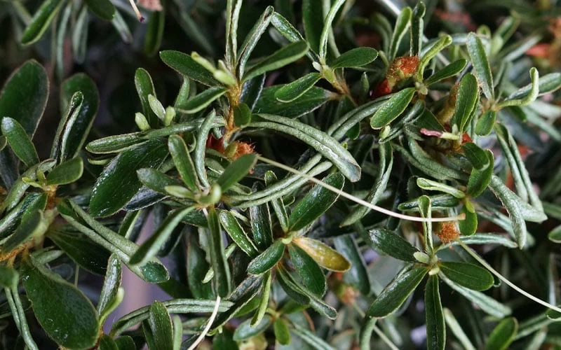 Tsuki No Shimo Satsuki Azalea - 1 Gallon Pot 5 Tsuki No Shimo Satsuki Azalea - 1 Gallon Pot - Image 5