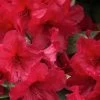 Vivid Azalea - 1 Gallon Pot