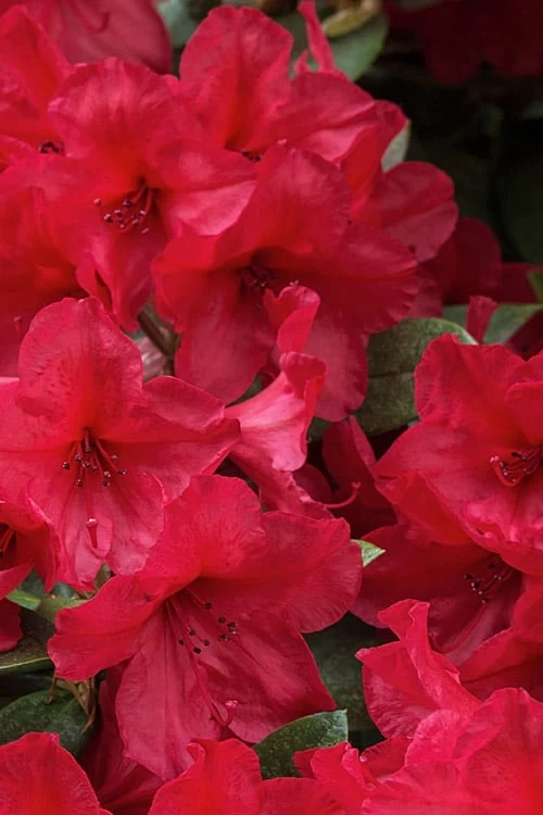 Vivid Azalea - 1 Gallon Pot 1 Vivid Azalea - 1 Gallon Pot