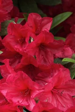 Vivid Azalea - 1 Gallon Pot 11 Vivid Azalea - 1 Gallon Pot -Shrub Plant Shop azalea vivid red 2