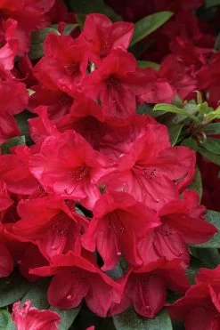 Vivid Azalea - 1 Gallon Pot 9 Vivid Azalea - 1 Gallon Pot -Shrub Plant Shop azalea vivid red 3